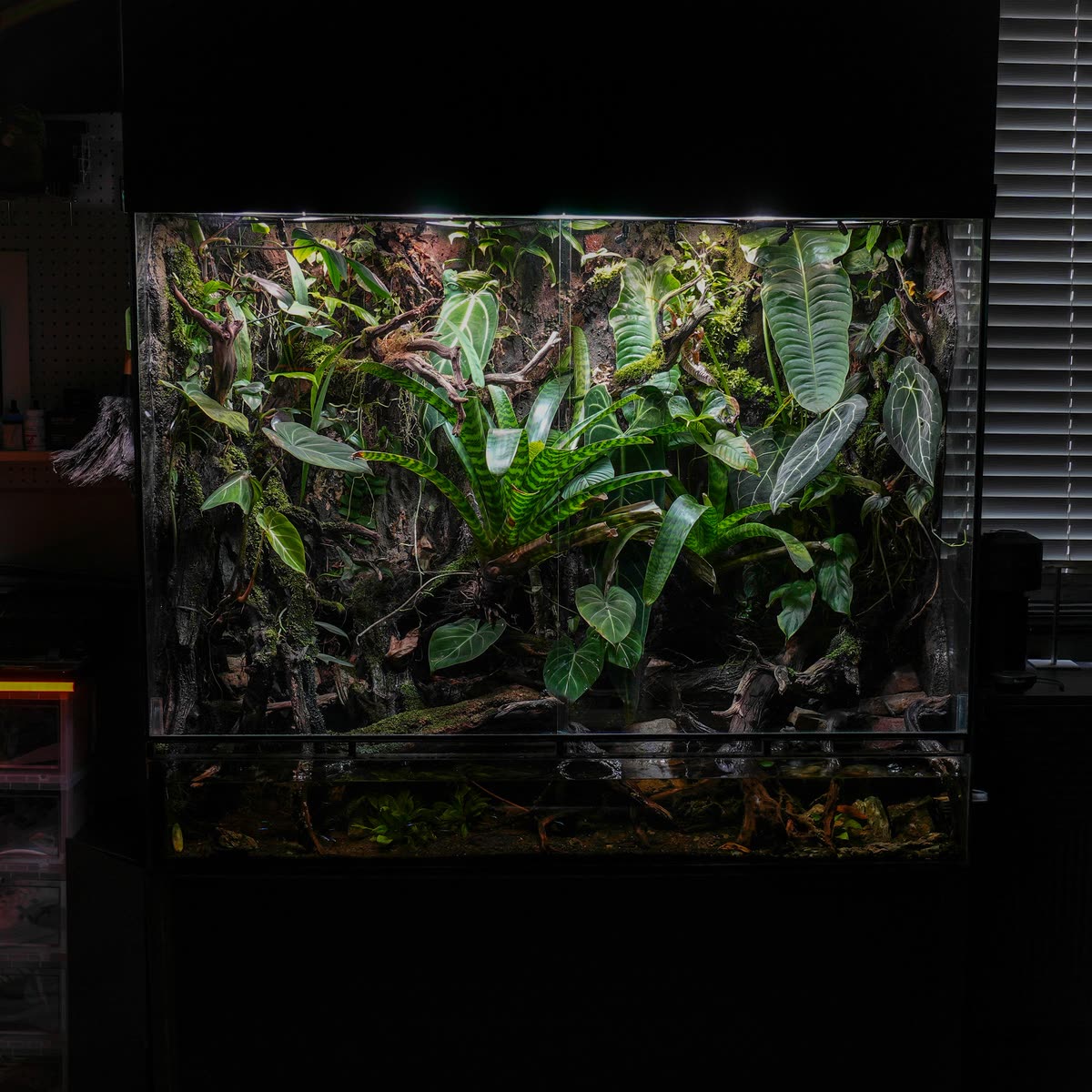 A tall planted vivarium for arboreal species