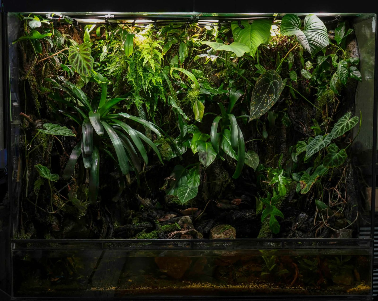 Dense rainforest foliage in a large display