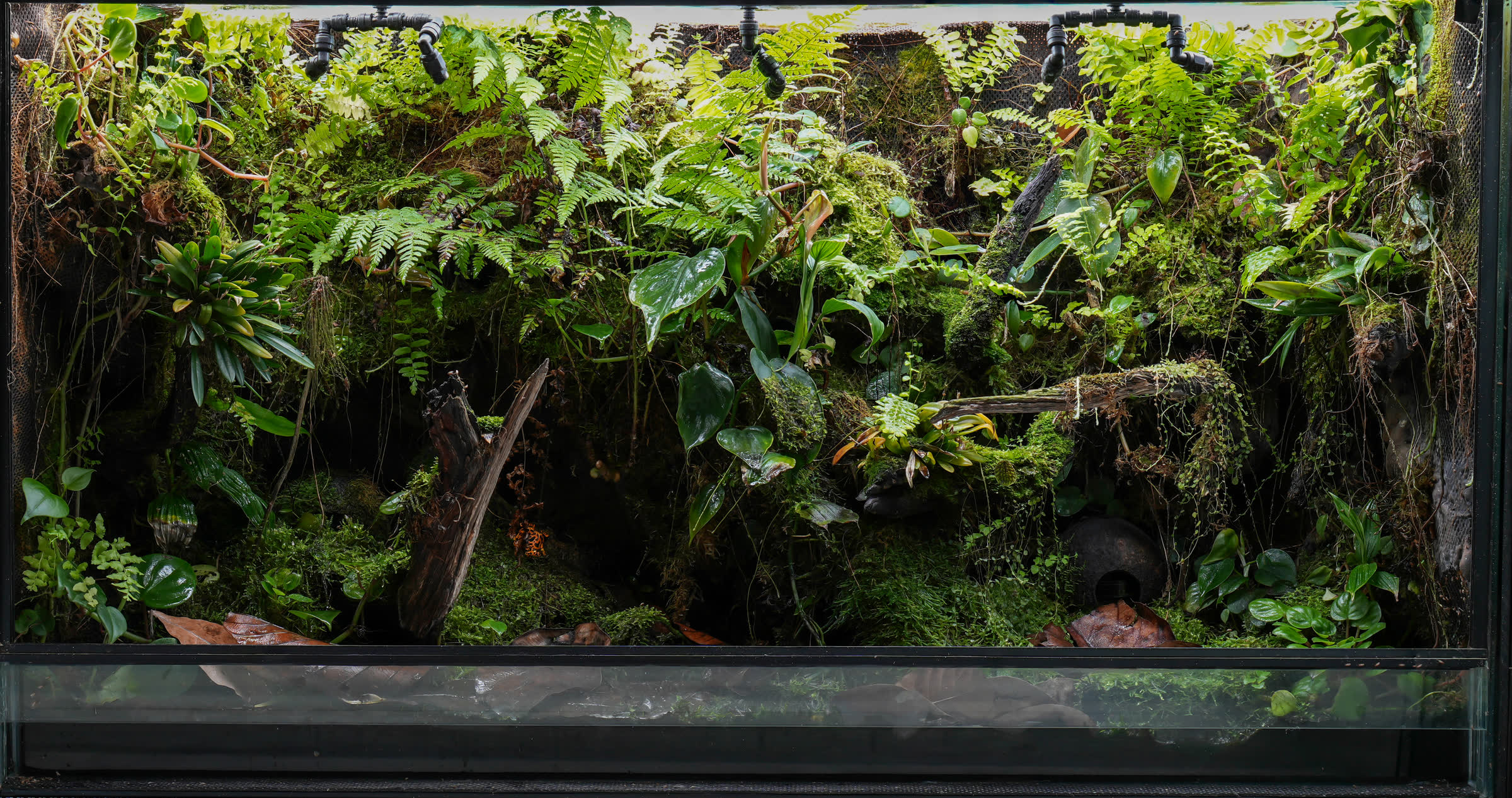 A lush planted vivarium misted by MistKing nozzles